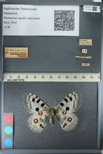 Media type: image;   Entomology 175380